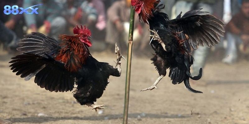 Đá gà cựa dao hôm nay hấp dẫn với tỷ lệ mới nhất Giải thích quy tắc cơ bản và điểm hấp dẫn của hình thức này